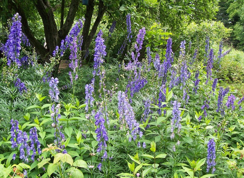 Monkshood flower seeds, 50 seeds. Aconitum. Perennial. eBay
