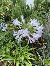 Agapanthus Phantom - 10 FRESH SEEDS - Free UK Delivery