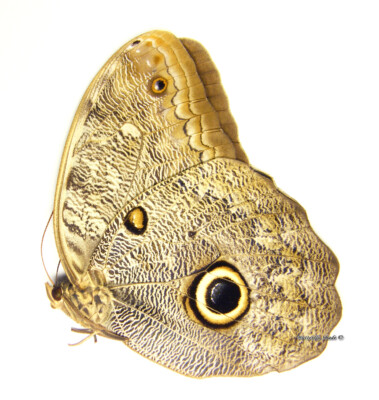 Unmounted Butterfly/Nymphalidae - Caligo eurilochus livius, FEMALE, 78-80mm