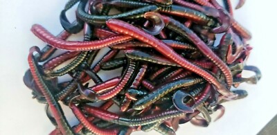 4'' IN CURLY TAIL WORM-Drop Shot RIG-  30 PACK Two toned Dark Purple Finesse Worm