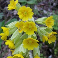 Cowslip 20 fresh seeds. Wild herb Primula Veris seeds. Primrose