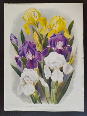 VINTAGE ORIGINAL COLOUR PRINT-GARDENING/FLOWERS-IRIS PUMILA/DWARF FLAG IRIS-1934