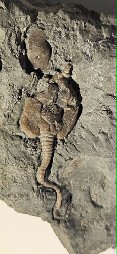 Pleurocystites squamosus fossil Cystoid Ordovician Ontario Canada