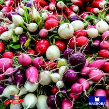 Fresh!! Radish Seeds Non-GMO