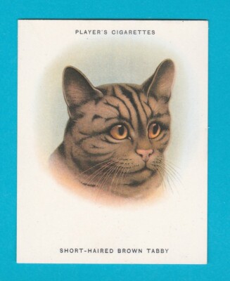 KATZEN - KARTE NR. 5 - KURZHAARIGER BRAUNER TABBY - JOHN PLAYER & SONS - 1936