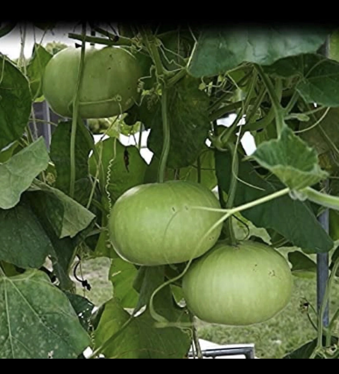 Honey Dew Mellon, Honey Dew Green Sweet, Heirloom, Organic 25+ Seeds,Delicious