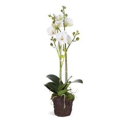 Phalaenopsis X 2 Drop-In 23''