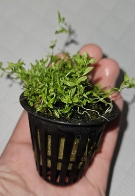 Pearl Weed Potted Live Aquarium Plant BUY 2 GET 1 FREE