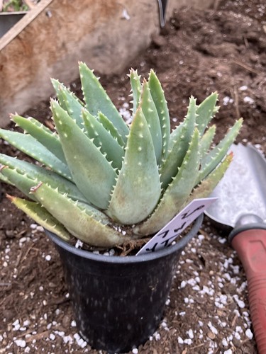 Aloe brevifolia Short-Leaf Aloe Succulent 4" Tall 7"Wide #20W - Picture 4 of 14