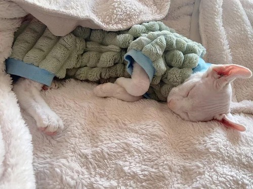 Warm Cat Turtleneck Sweater Hairless Cat Clothes Winter Coat Thickening Fleece - Picture 19 of 23