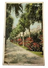 Palm Lined Ocean Walk ~ Palm Beach Florida FL~ Antique 1910s Postcard