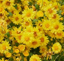 Cosmo Bright Light Flower Seeds | Heirloom | Non-GMO | Fresh Garden Seeds