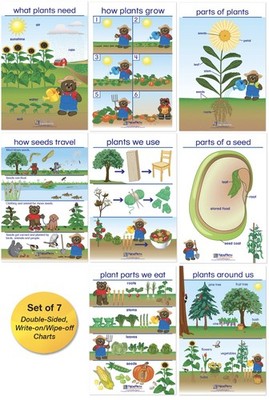 Newpath Learning Newpath All About Plants Bulletin Board Charts - English