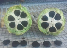 Joshua Tree seeds (Yucca Brevifolia) -super bloom- (50 seeds) Mojave