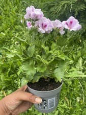 🌸 Perennial Pelargonium ‘Belladonna’ – Plant in Bud & Bloom