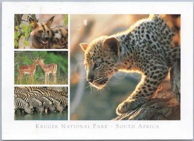 Wildlife Südafrika Leopard Gepard Krüger Vintage Postkarte
