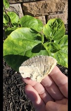 Beau morceau de corail de cerveau de Floride
