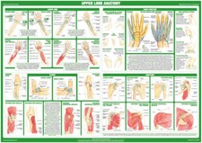 Spine Anatomy Poster | Lower And Upper Limb Joint Anatomy Charts