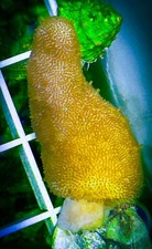 SAF~ Devil’s Hand Coral Frag,  Leather “WYSIWYG” Soft, Coral Colony, SPS, LPS