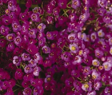 ALYSSUM ORIENTAL NIGHTS Lobularia Maritima - 1,100 Bulk Seeds