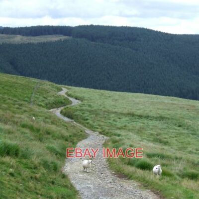 FOTO ELENYDD MOORFAHRERSTRASSE UND WALD CEREDIGION FÄLLUNG DER BÄUME