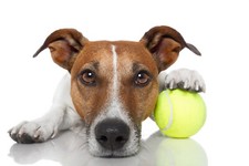 20 Used Tennis Balls for Dogs - FREE SHIPPING 