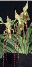 Paph Sanders Parish (Sanderianum x Parishii)