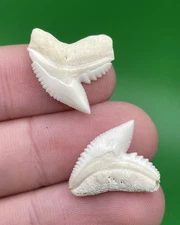 Modern Shark Tooth Collection Lot: Tiger Shark Teeth Pair