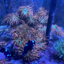 Rainbow Bubble Tip Anemone    1-4" Live Coral RBTA Aquacultured