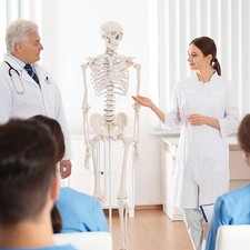 HUMAN SKELETON ANATOMICAL MODEL 180CM - MEDICAL ANATOMY, LIFE-SIZE AND FULL BODY
