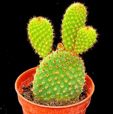 Opuntia Rufida Red  (microdasys ) Prickly Pear Cactus  in 6cm Pot