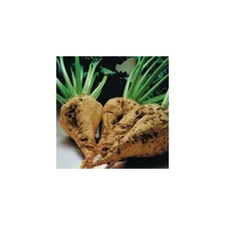 Beet Sugar Great Heirloom Vegetable By Seed Kingdom 1/4 Lb Seeds