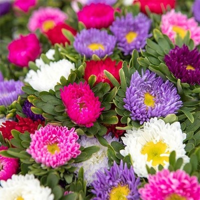 Matsumoto Mix Aster 75 Seёds Single China Aster 70cm Annual organic SW1191+TRACK