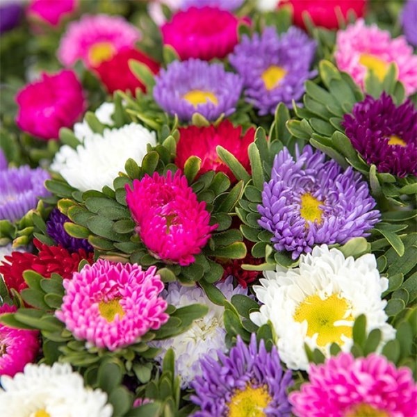 Matsumoto Mix Aster 250 Seёds Single China Aster 70 cm anual orgánico 1191 + pista