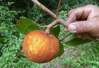 Pouteria Venosa — photo 3