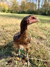 Hen Hatching Eggs (Aseel/Indian Cross)