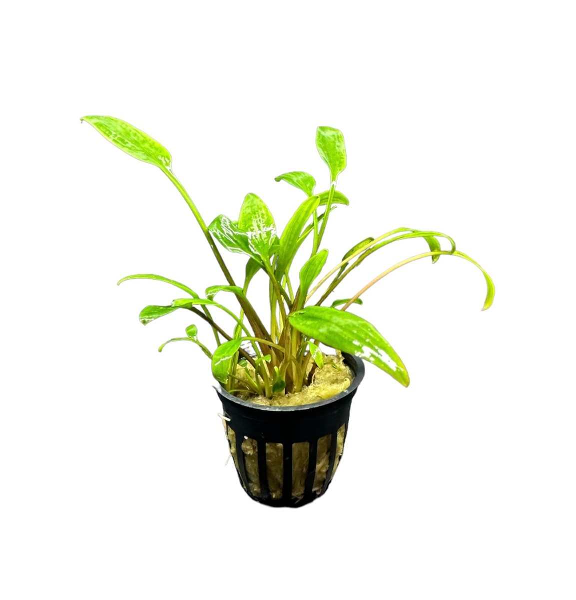 Cryptocoryne Lucens Pot - BUY3GET1FREE - Live Aquarium Plant