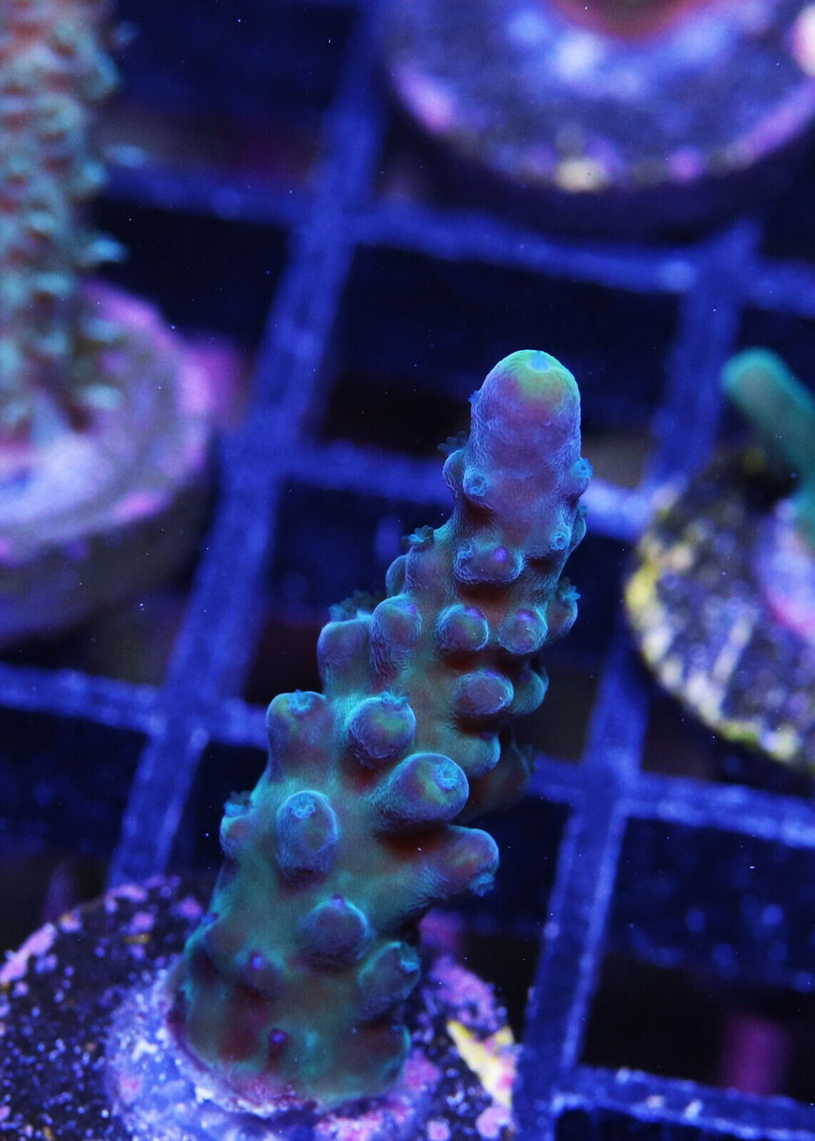 WWC Yellow Tips Austera Acropora Zoanthids Paly SPS LPS Soft Cor