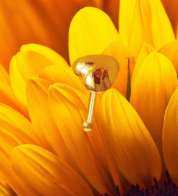 I HERZ Nasenstecker I Echt 750 massives Gelbgold I Piercing Nose Stud I 45070 I