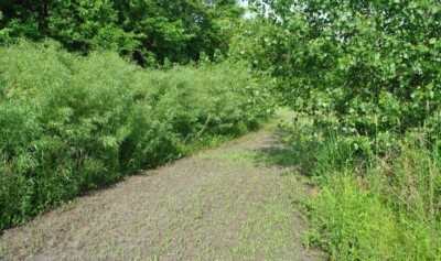 #ad 110 Austree Hybrid Willow Tree Cuttings 10quot; Fast Growing Hedge BEST WILLOW DEAL $64.00