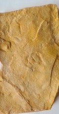 REPLICA Jurassic Pterosaur Footprint - France