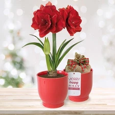 Garden State Bulb Red Double Amaryllis Gift Kit, 26/28cm, Red Ceramic Planter