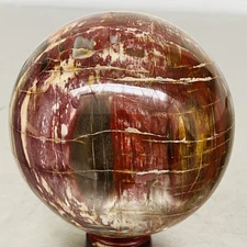 Natural Petrified Wood Polished Stone Quartz Crystal Sphere Ball Healing 1300G