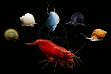 20 2 Fire Red A  Grade Neocaridina Shrimps with 5 Assorted Color Mystery Snails