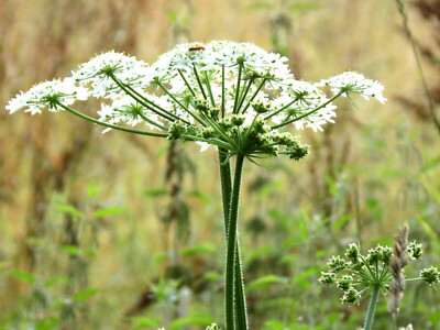300+ Anise Herb Seeds (Pimpinella Anisum) | A Medicinal & Culinary Spice |  eBay