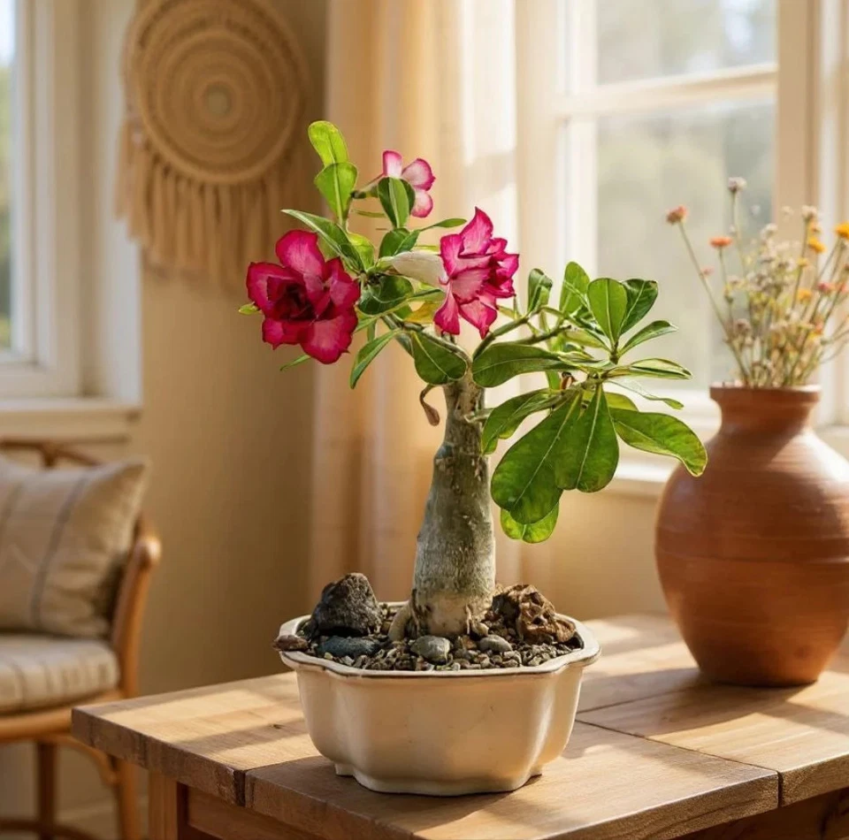 Bébé plante Adenium Obesum • Rose du désert - Image 2 of 4