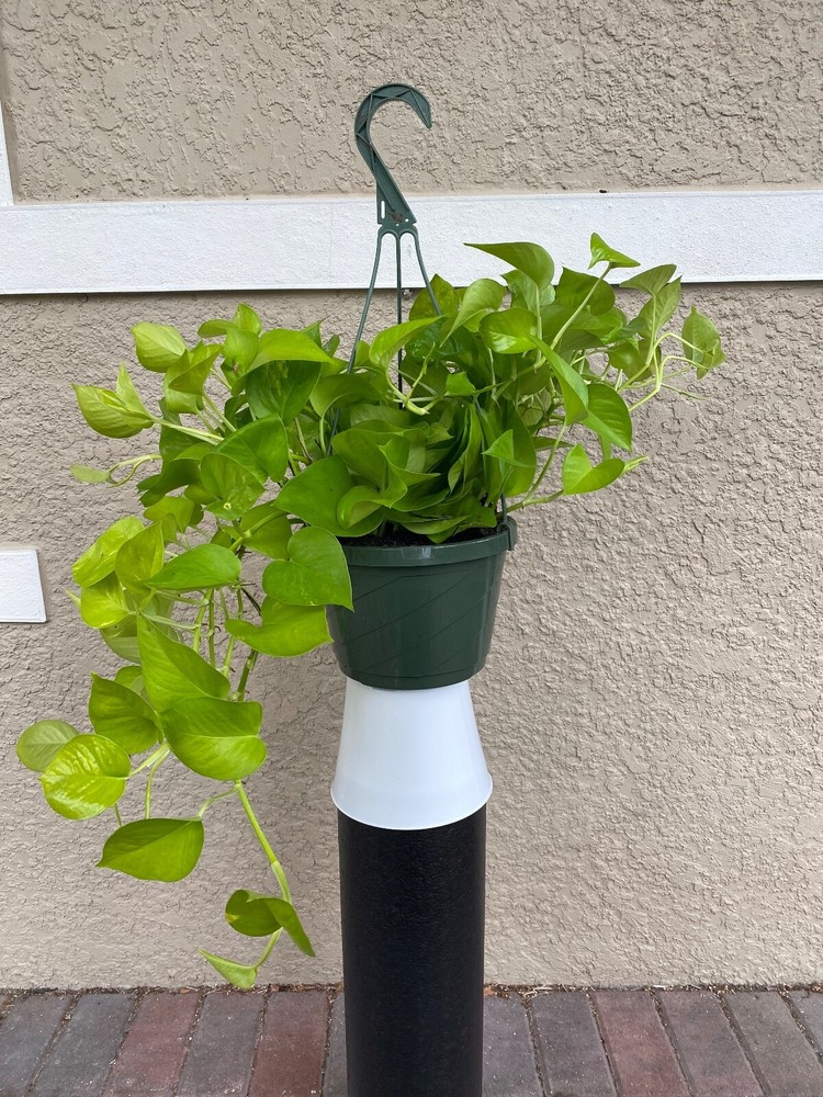 FULL Neon Epipremnum Plant in 8