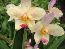 YELLOW Ground Orchid Plant Terrestrial Philippine Chinese Shade Garden