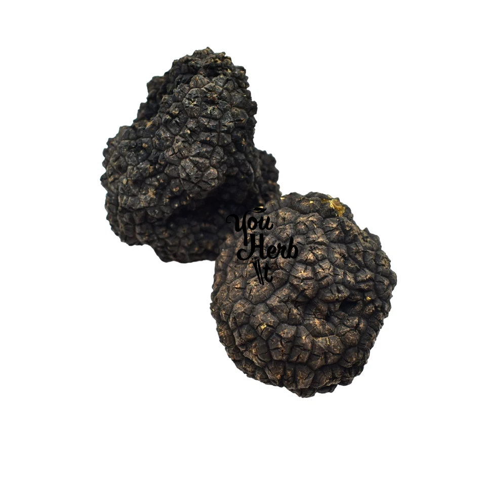 Fresh Winter Whole Black Truffles 50g-300g - Tuber Uncinatum - Image 3 of 3
