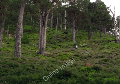 Photo 12x8 Scots pines with understorey on Meall Alvie Garbh Allt Shiel Me c2008
